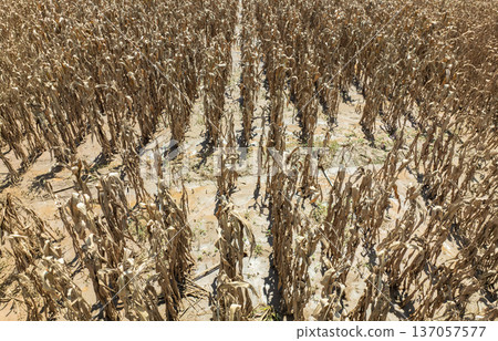 Flash flood destroys corn and vegetable crop in Southeast asia. Flash flood destroys corn and vegetable crop in Southeast asia. 137057577
