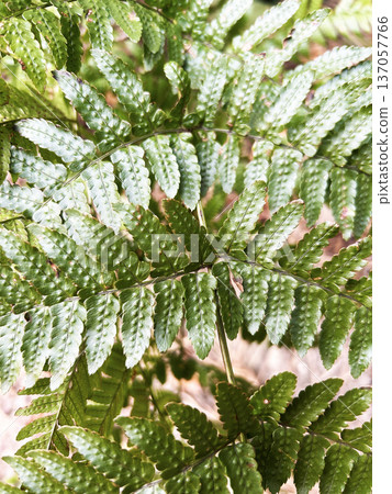 蕨類植物 蕨類植物 137057766