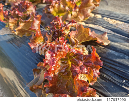 This is a field planted with red lettuce. This is a field planted with red lettuce. 137057990