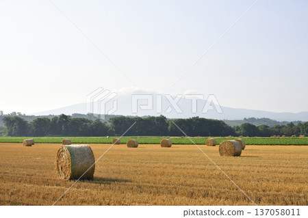 Cotton rolls Cotton rolls 137058011