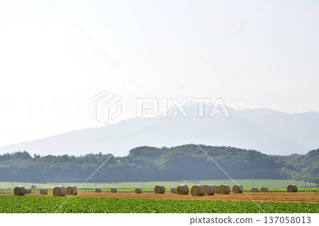 Cotton rolls Cotton rolls 137058013