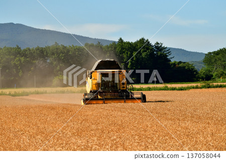 wheat harvest 137058044