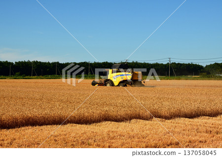 wheat harvest wheat harvest 137058045