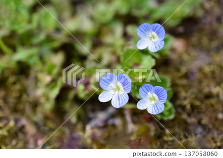 波斯Speedwell 波斯Speedwell 137058060