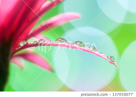 Water droplets on gerbera petals Water droplets on gerbera petals 137058077