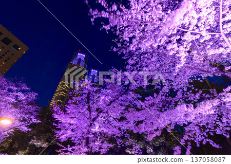 新宿中央公園的櫻花燈飾 137058087