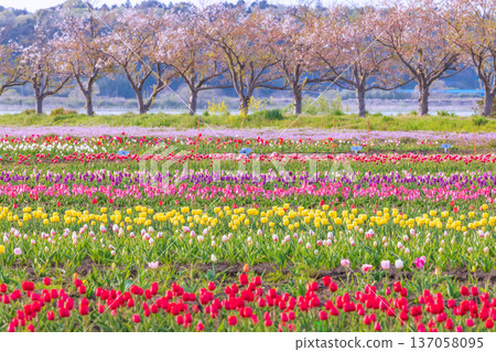 Tulip fields and cherry blossom trees at Sakura Furusato Park Tulip fields and cherry blossom trees at Sakura Furusato Park 137058095