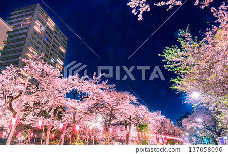 Illuminated cherry blossom trees along Harimazaka slope: Tokyo spring night view Illuminated cherry blossom trees along Harimazaka slope: Tokyo spring night view 137058096