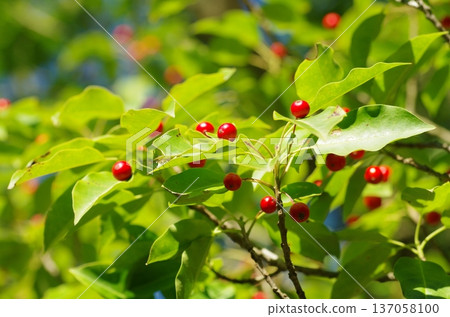 秋季Soyogo 137058100