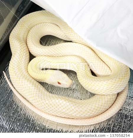 A beautiful white snake coiling quietly A beautiful white snake coiling quietly 137058254