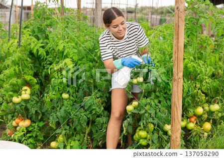 Young woman gardener sprays insecticide leaves of tomatoes and other plants in garden 137058290