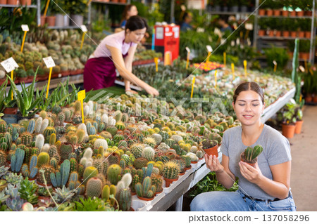 Young woman customer choosing cactus in flower-pot in open-air plants market 137058296