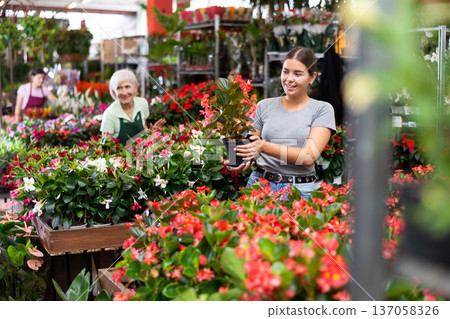 Smiling girl choosing blooming potted Begonia Big in garden store 137058326