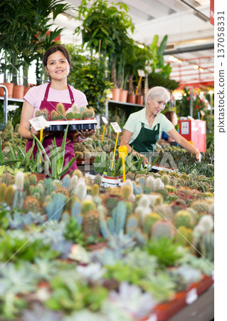 Woman working at the flower market is attentive examining a cactus in pot 137058331