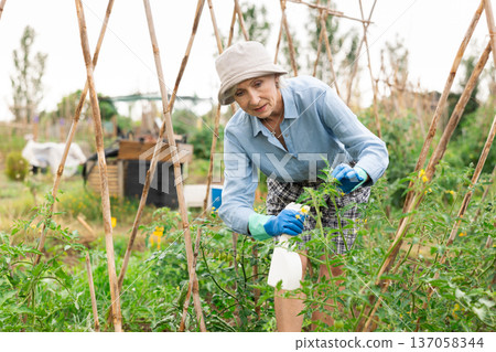 Elderly female gardener spraying tomato plant with garden spray Elderly female gardener spraying tomato plant with garden spray 137058344