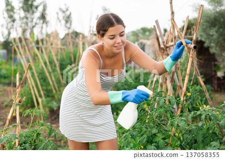 young girl in summer dress spraying tomatoes young girl in summer dress spraying tomatoes 137058355