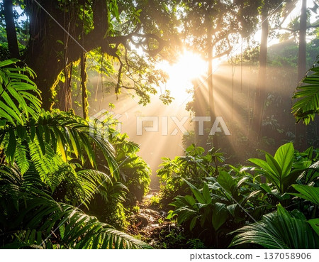 雨後陽光灑進熱帶雨林，植物自然背景，水滴閃爍。 137058906