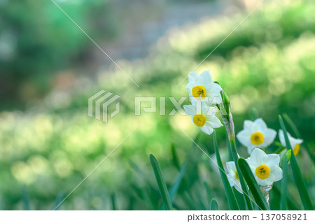 春天公園裡盛開的水仙花 春天公園裡盛開的水仙花 137058921