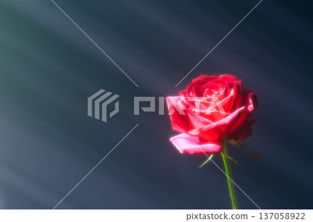 A red rose blooming in the sunlight 137058922