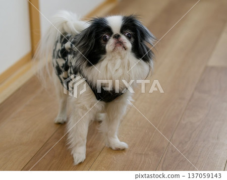 An indoor portrait of a cute Chin looking up An indoor portrait of a cute Chin looking up 137059143