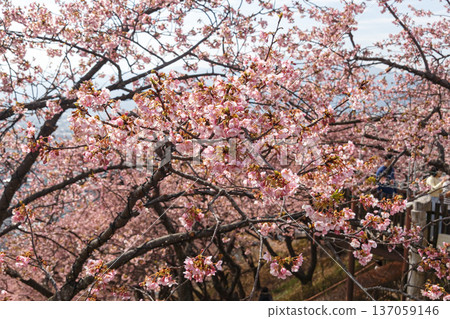 櫻花的風景 櫻花的風景 137059146