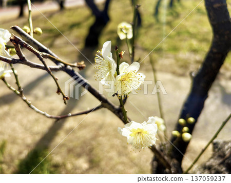沐浴在陽光下的梅花 137059237