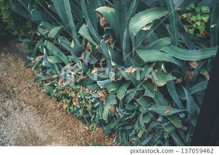 Cutting agave leaves from the garden 137059462
