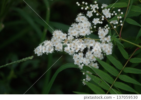 Nanakamado花 Nanakamado花 137059530