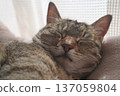 Sleeping Kijitora 137059804