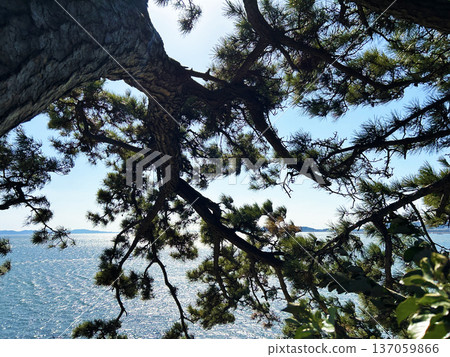 The sea seen through the pine trees The sea seen through the pine trees 137059866