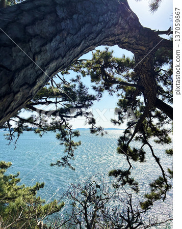 透過松樹可以看到海 137059867