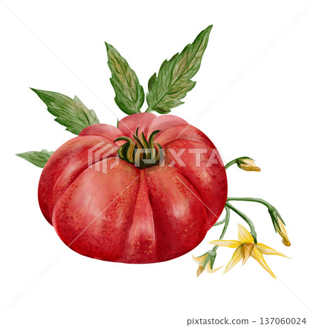 Hand painted watercolor illustration of a large heirloom tomato with green leaves, stem and yellow flower. Detailed botanical element isolated on white background for packaging, labels, prints and Hand painted watercolor illustration of a large heirloom tomato with green leaves, stem and yellow flower. Detailed botanical element isolated on white background for packaging, labels, prints and 137060024