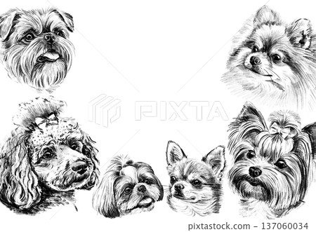 Decorative frame made of small dog breed portraits drawn in pencil. Hand drawn black and white poodle, yorkshire terrier, chihuahua, pomeranian and shih tzu heads forming elegant border design. High 137060034