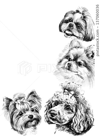 Hand drawn pencil illustration frame with small dog breed portraits. Black and white artwork featuring shih tzu, pomeranian, yorkshire terrier and poodle arranged as decorative border composition Hand drawn pencil illustration frame with small dog breed portraits. Black and white artwork featuring shih tzu, pomeranian, yorkshire terrier and poodle arranged as decorative border composition 137060036