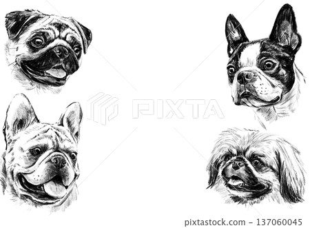 Decorative frame with hand drawn dog portraits in pencil. Black and white illustration featuring pug, french bulldog, boston terrier and shih tzu heads arranged as elegant border composition. High 137060045