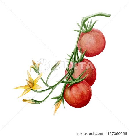 Hand painted watercolor illustration of ripe cherry tomatoes on a vine with green stem and yellow blossom. Botanical element isolated on white background for packaging, menu design, labels and prints Hand painted watercolor illustration of ripe cherry tomatoes on a vine with green stem and yellow blossom. Botanical element isolated on white background for packaging, menu design, labels and prints 137060066