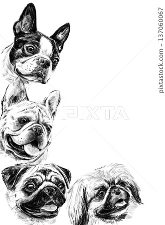Vertical decorative frame with hand drawn dog portraits in pencil. Black and white illustration featuring french bulldog, pug, boston terrier and shih tzu arranged as elegant border composition. Vertical decorative frame with hand drawn dog portraits in pencil. Black and white illustration featuring french bulldog, pug, boston terrier and shih tzu arranged as elegant border composition. 137060067