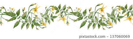 Seamless horizontal border of hand painted tomato vine with green leaves and yellow blossoms. Realistic watercolor botanical trim ideal for kitchen decor, textiles, packaging and garden themed designs Seamless horizontal border of hand painted tomato vine with green leaves and yellow blossoms. Realistic watercolor botanical trim ideal for kitchen decor, textiles, packaging and garden themed designs 137060069