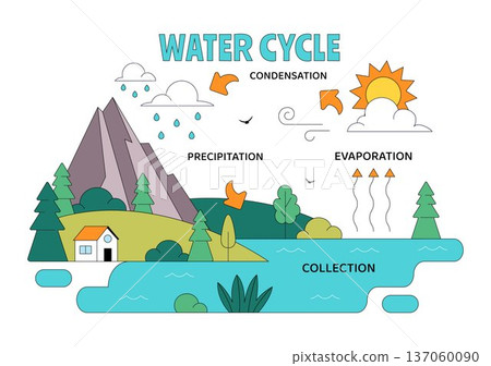 Water Cycle Vector Illustration Featuring Evaporation, Condensation, Precipitation, And Collection In Earth's Natural Environment Background 137060090