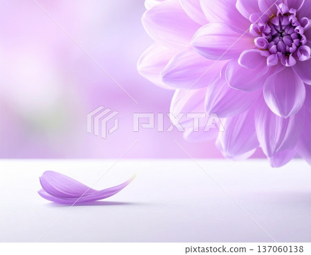 優雅的紫色花朵、植物，日式背景素材，白色背景 137060138