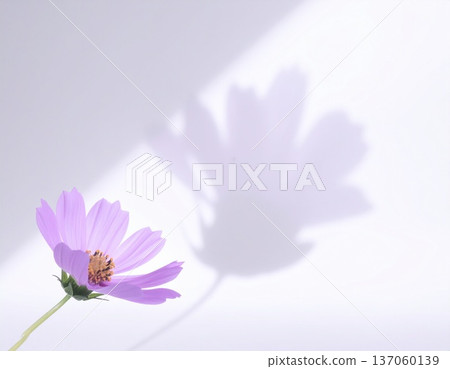 優雅的紫色花朵、植物，日式背景素材，白色背景 137060139