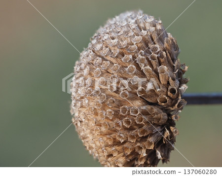 Withered Bergamot Withered Bergamot 137060280