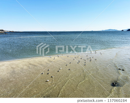 Sandy beach, sea and seagulls 137060284