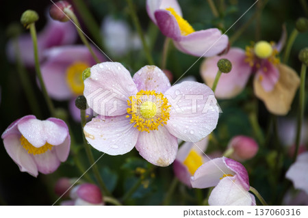 Delicate pink flowers with yellow centers and water droplets in a garden setting. Delicate pink flowers with yellow centers and water droplets in a garden setting. 137060316