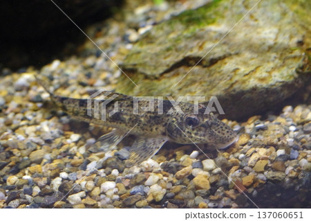 一隻在水族箱裡游泳的紅點鮭 一隻在水族箱裡游泳的紅點鮭 137060651