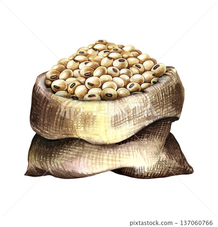 Soybeans in a burlap bag. Hand-drawn watercolor illustration. Perfect for creating product labels, posters, banners, menus, and more. 137060766