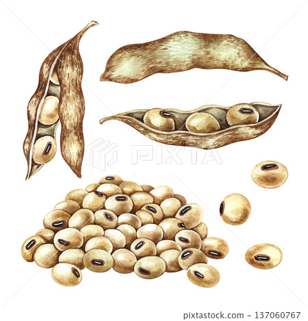 A set of soybeans with pods. Hand-drawn watercolor illustration. Isolate. Perfect for creating product labels, posters, banners, menus, and more. 137060767