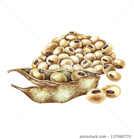 A pile of soybeans and a soy pod. Hand-drawn watercolor illustration. Perfect for creating product labels, posters, banners, menus, and more. A pile of soybeans and a soy pod. Hand-drawn watercolor illustration. Perfect for creating product labels, posters, banners, menus, and more. 137060770