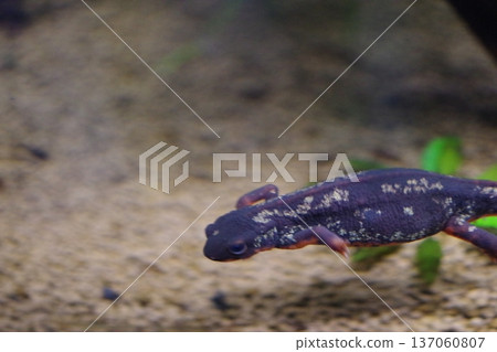 Lizard resting on a rock Lizard resting on a rock 137060807