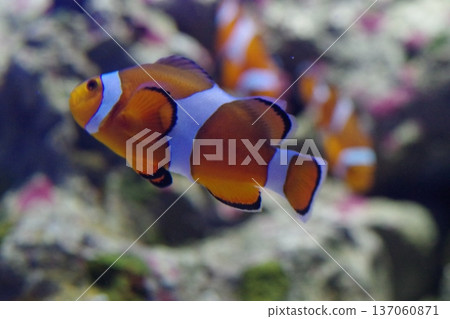 Clownfish hiding among sea anemones Clownfish hiding among sea anemones 137060871